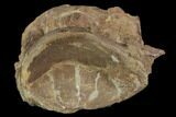Xiphactinus (Cretaceous Fish) Vertebra - Kansas #102680-1